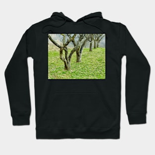 Apple trees in an orchard Hoodie